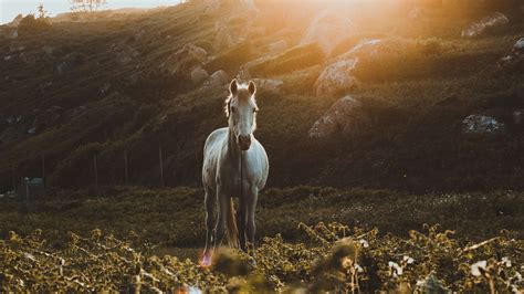 White Horse in Sunset | Wallpapers Share