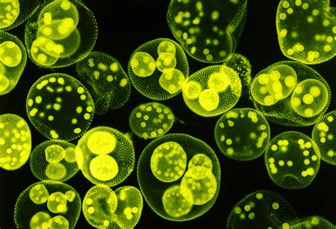 Green Algae, Volvox Sp., Lm Photograph by Omikron | Pixels