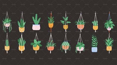 16 Plants With Macrame Hangers - Graphics | Motion Array