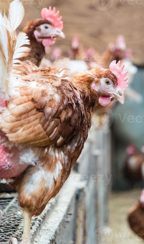 Chicken farming 1348218 Stock Photo at Vecteezy