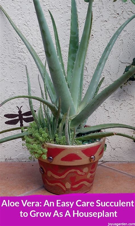 Aloe Vera Plant Care: An Easy Care Succulent Houseplant