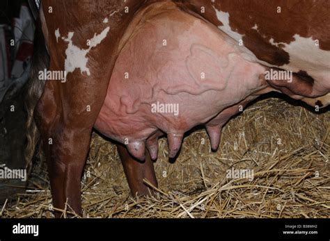 Cow udder Stock Photo - Alamy