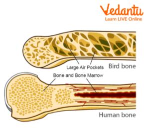 All about Hollow Bones - Definition, Structure, Advantages and Key Features