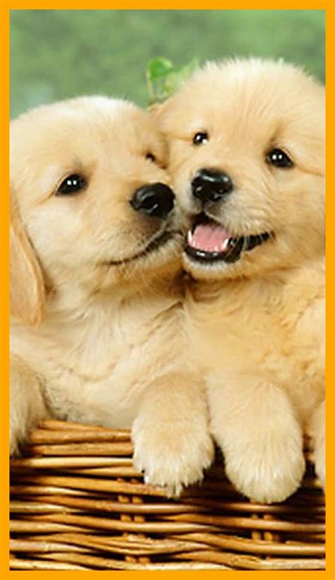 🔥 Free Download Cute Dog Wallpaper by @andreac77 | WallpaperSafari