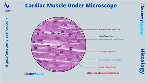 Skeletal Muscle Labeled Diagram