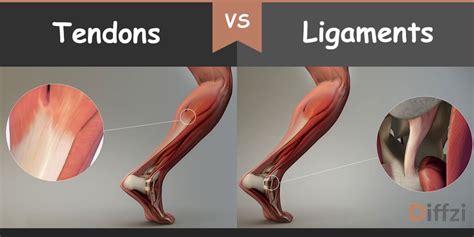 Muscles Tendons And Ligaments