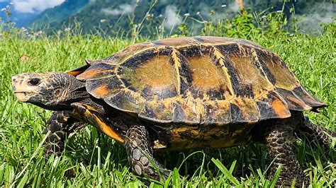 The Impressed Tortoise of Arunachal Pradesh | RoundGlass | Sustain