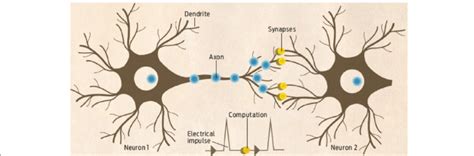 Neuron structure in the human brain. Reprinted with permission from [4] | Download Scientific ...