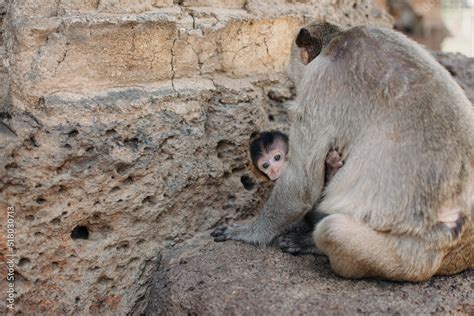 Long Tail Macaque baby drinking milk from his mother. Mother and child ...