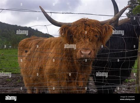 Highland cow with horns, Scottish highland cow in a pasture, selective ...