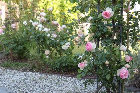 5 Best Cottage Garden Roses to Grow in Your Yard - Hydrangea Treehouse