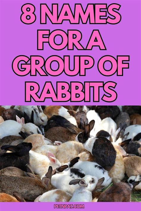 What Is A Group Of Rabbits Called? 8 Different Names For Bunnies | Rabbit, Rabbit behavior, Bunny