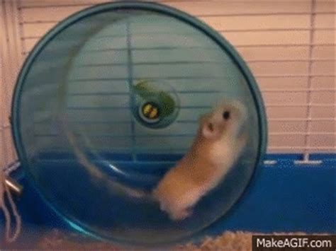 Cute, speedy hamster falls off wheel! on Make a GIF