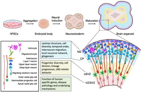 Single-cell epigenomic reconstruction of developmental trajectories in ...