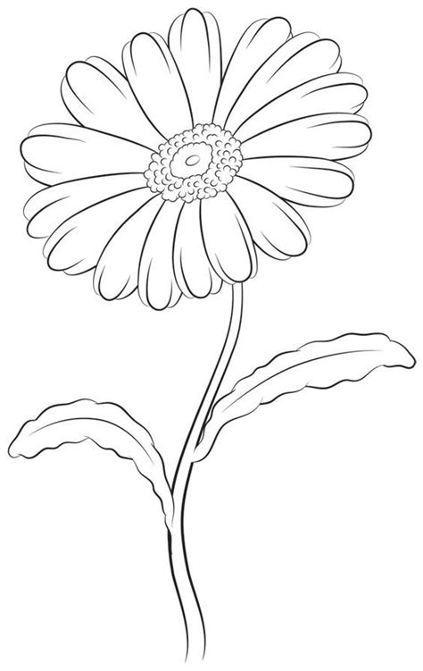 How to Draw a Daisy Step by Step: | Mỹ thuật, Ý tưởng hình xăm, Thực vật