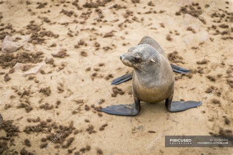 Cape Fur Seal — wild, outdoor - Stock Photo | #167563428