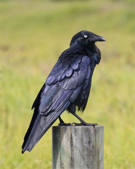 Australian Raven | Focusing on Wildlife in 2024 | Raven, Wildlife, Australian birds