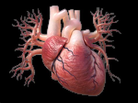 Human Heart 3D Model – Realtime - 3D Models World