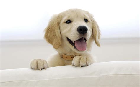 Dog smile, cute, smile, dog, HD wallpaper | Peakpx