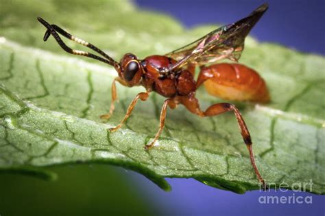 Tiny Infant Ichneumon Wasp #2 Photograph by Ezume Images - Fine Art America