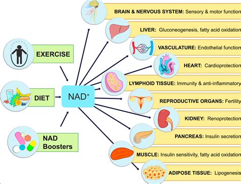 Is NAD+, the “fountain of youth” pill ? – ND Acu Med