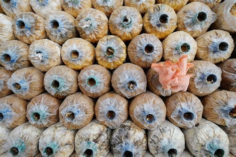 All About The Pink Oyster Mushroom - Minneopa Orchards