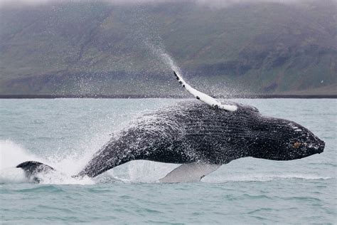 Breaching Humpback Whale in Húsavík: Amazing Footage!