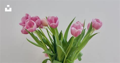 Pink tulips in clear glass vase photo – Free Canada Image on Unsplash