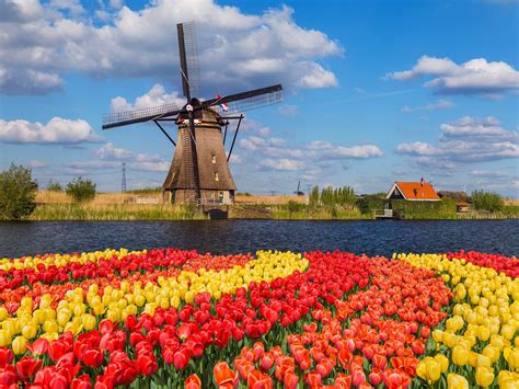 A bike ride along the tulip fields near Amsterdam | Amsterdam holidays ...