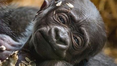 Philadelphia Zoo's baby girl gorilla named - 6abc Philadelphia