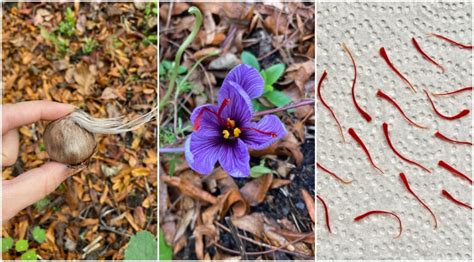 How to Plant and Harvest Saffron Crocus