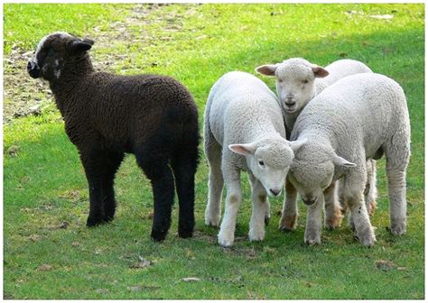 A black sheep remarks, "not all sheep are black" / His.. – Sheep