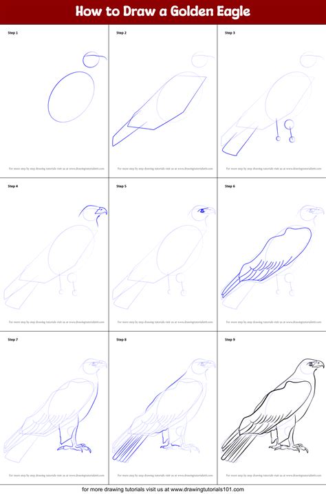 How to Draw a Golden Eagle printable step by step drawing sheet ...