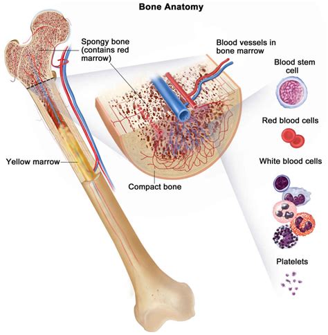 Myeloproliferative neoplasms causes, symptoms, diagnosis & treatment