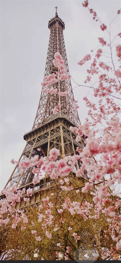 Pink Eiffel Tower Wallpaper