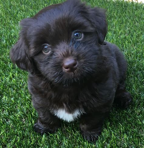 Stella - 10-week-old chocolate Havanese. Short Hair Cuts For Women, Short Hair Styles, Havanese ...