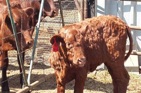 Lumpy Skin Disease Bovine - Veterinary Discussions