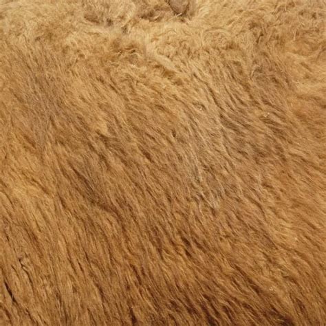 lion fur sample