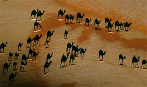 Camels in viral optical illusion are not all they seem | Express.co.uk