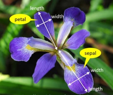 K-Means Clustering of Iris Dataset