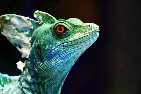 basiliscus plumifrons by Salman-Fides on DeviantArt