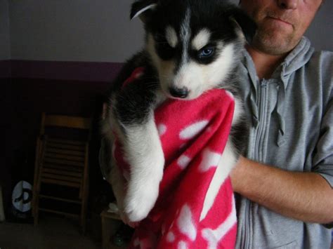 Siberian Husky Puppies For Sale | Chicago Private, Ottawa, ON #163599