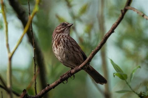 All About Finches | Animal World