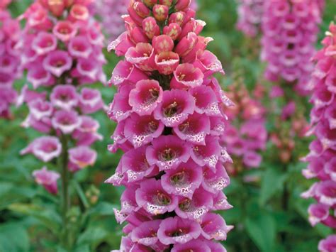 How to Grow and Care for Foxglove | HGTV