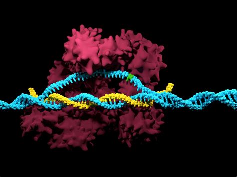 Keeping the genetic code | EurekAlert!