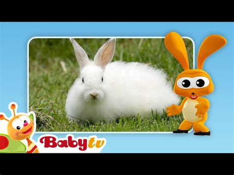 Rabbits | Fun with Animals | BabyTV - Videos For Kids