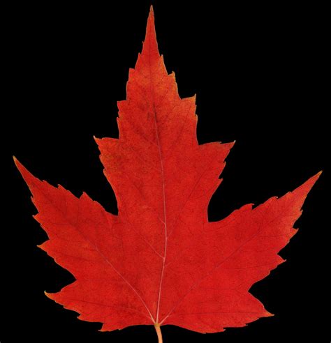 Red Maple Leaf Canada 150