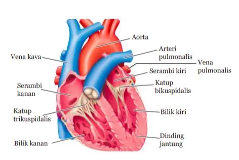 Mengenal Sistem peredaran darah serta Organ yang Bekerja pada Manusia - Quipper Blog