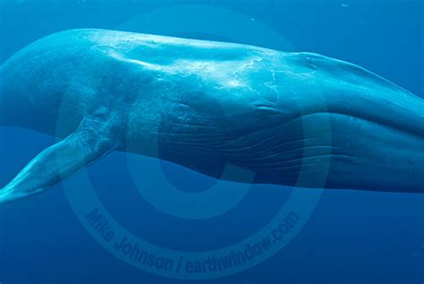 Blue Whale underwater photo MDSC0013