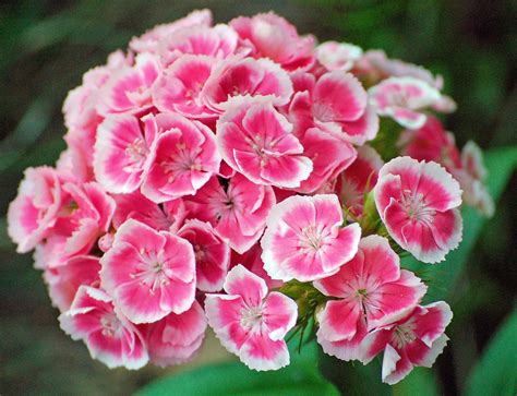 Sweet William | Dianthus barbatus, a bright biennial. | It's No Game ...